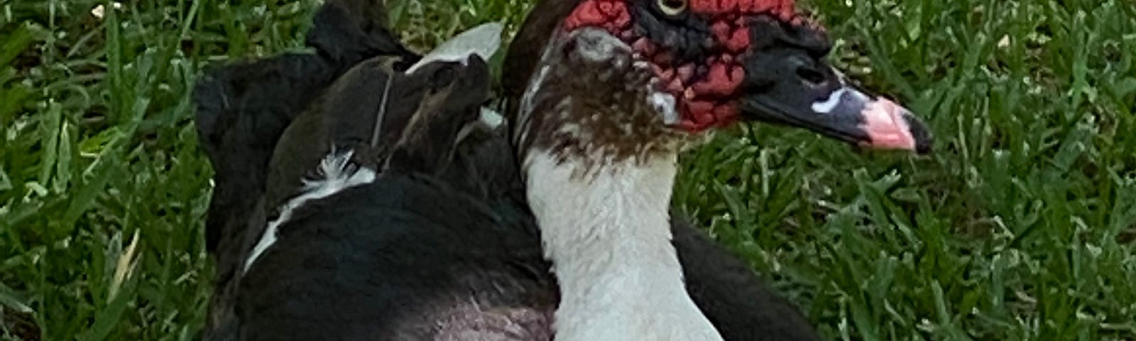 Muscovy duck