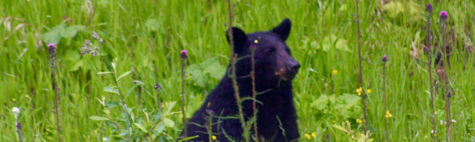 A photo of a small black bear sitting in some fresh green grass