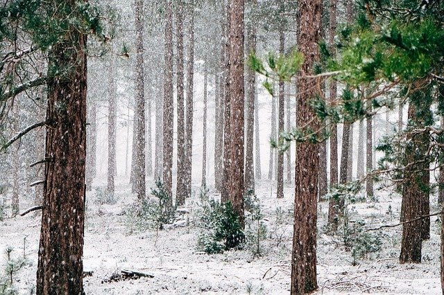 A walk in the woods in winter…