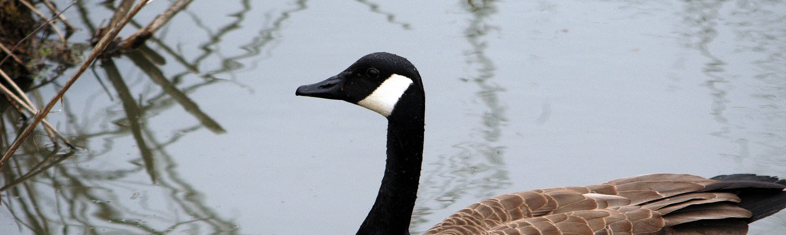A Canadian goose floats in a pond in February.