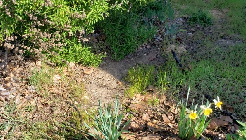 Daffodils in garden