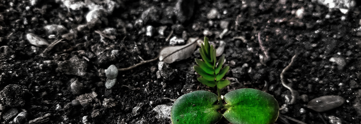 Bright green sprout on greyscale dirt background.