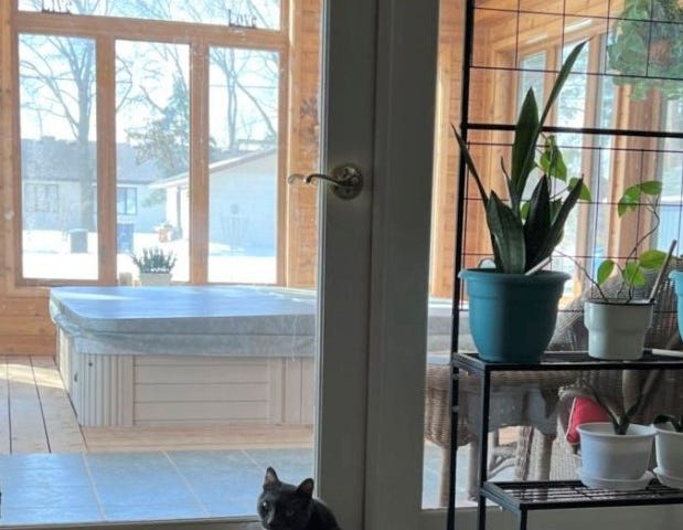 Mr. Percy the cat sitting outside the sun room, staring at his owner.