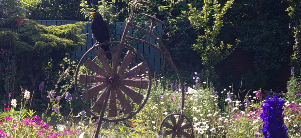 Image of a British Blackbird perched on a Penny Farthing bicycle garden feature situated in a typical English country garden filled with colourful flowering perrenial plants