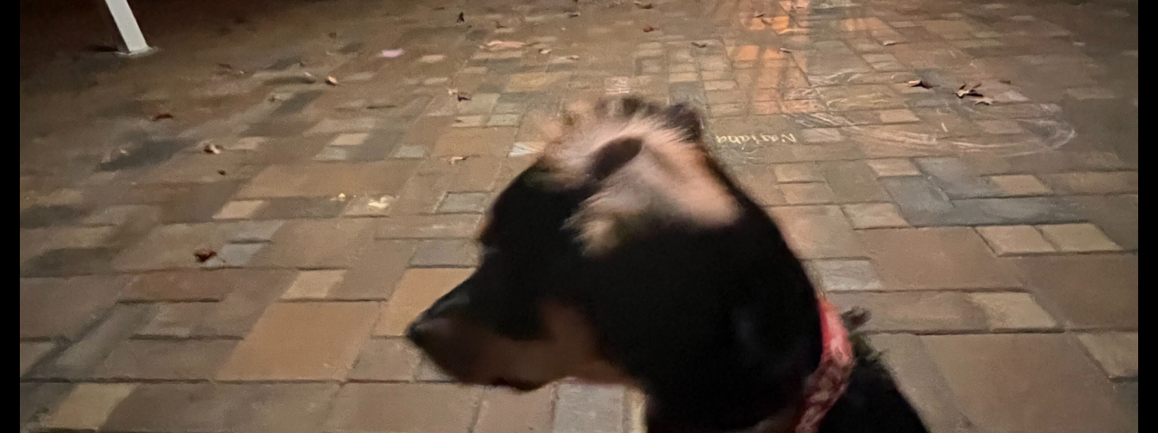 My puppy, Annie, sitting in front of me looking to see what she’s hearing