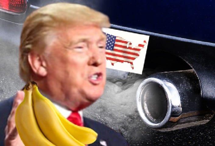 Donald Trump holding a bunch of bananas near the tailpipe of a car.