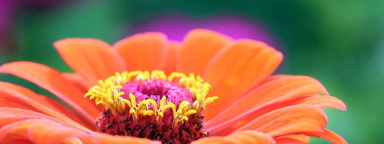 An orange zinnia close up