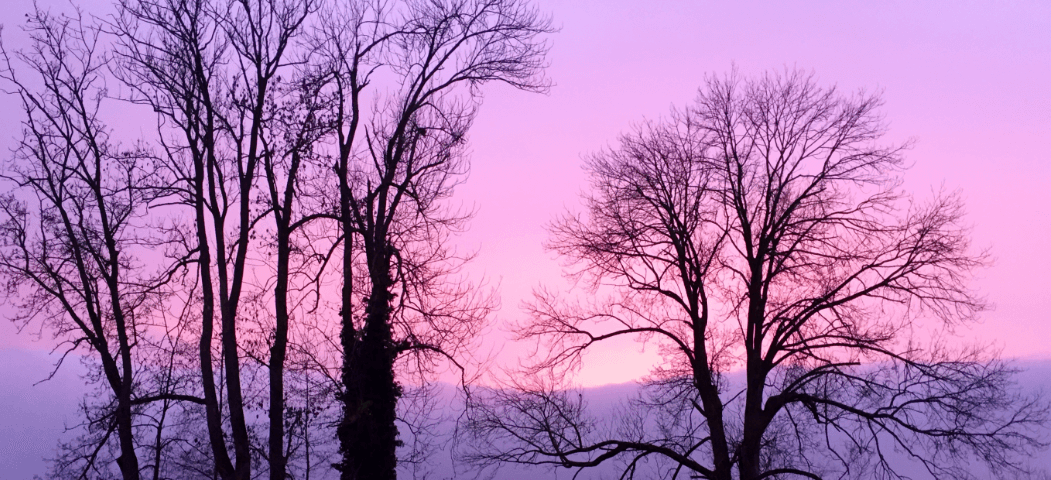 Bare trees in silhouette with purple sky in background