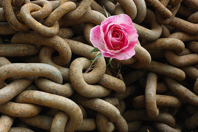 A pink rose growing out of a rusty tangle of chain