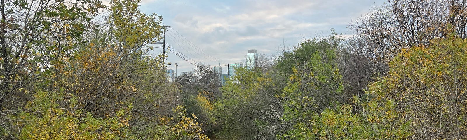 A photo of the Austin skyline through trees at Pease Park.