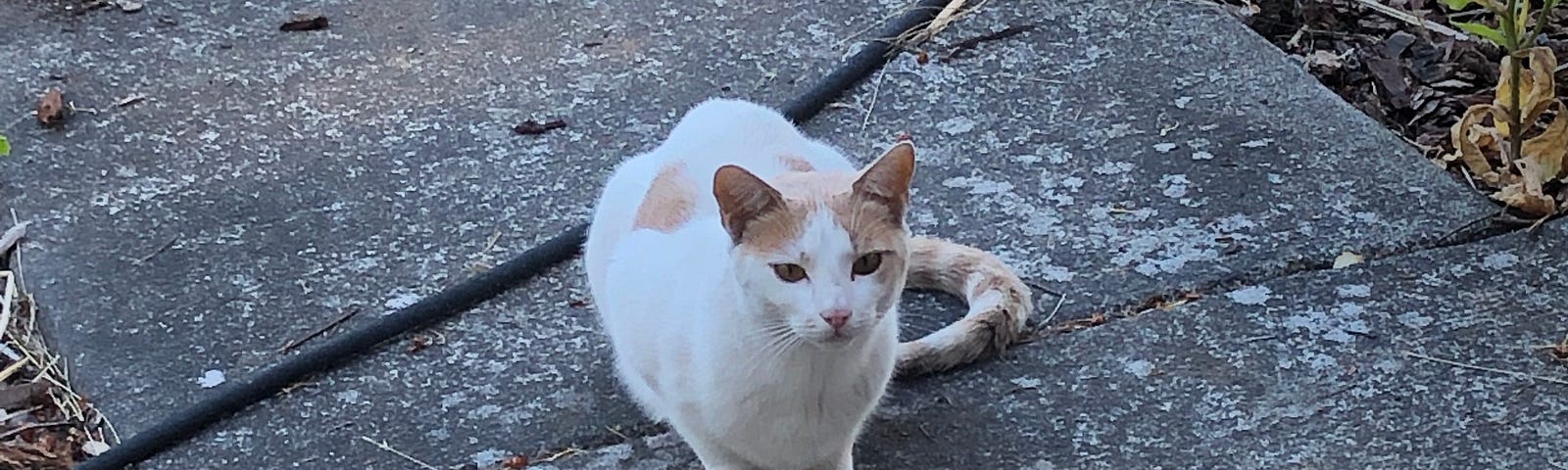 Picture of a stray cat that showed up today and reminded me that fate is unpredictable but fun.