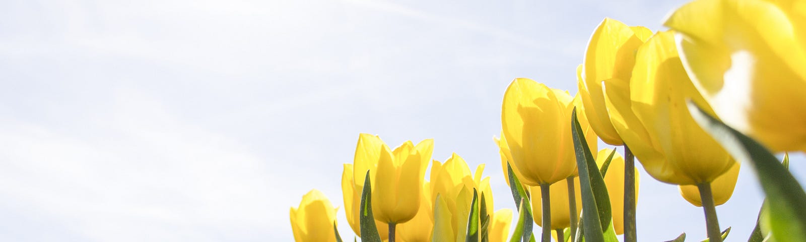 Photo of some yellow tulips