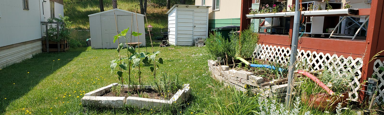 Yard in a mobile home park between two mobile homes with tire planters, raised beds made from concrete bricks and yellow wildflowers growing in the lawn.