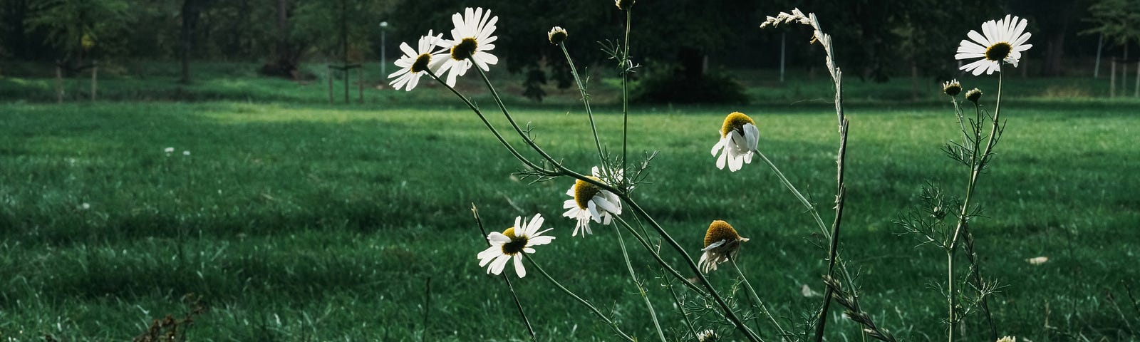 Straggly ox eye daisies growing beside a field of emerald green grass in the summer.