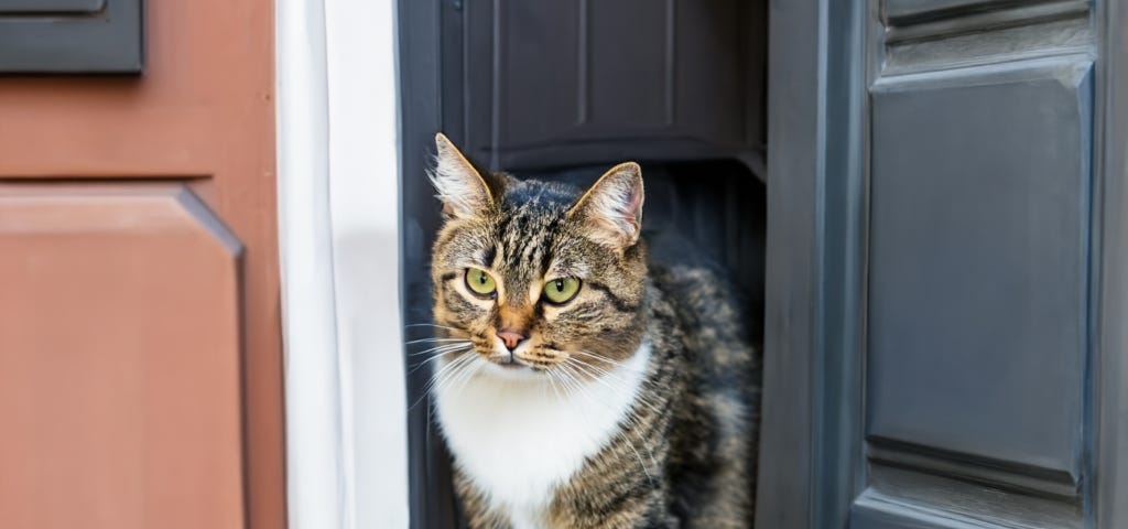 Cat hesitating at a door being held open by a human. Cat deciding whether to go in or out.