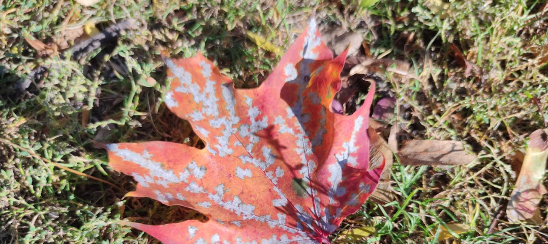 A red maple leave lying on the ground