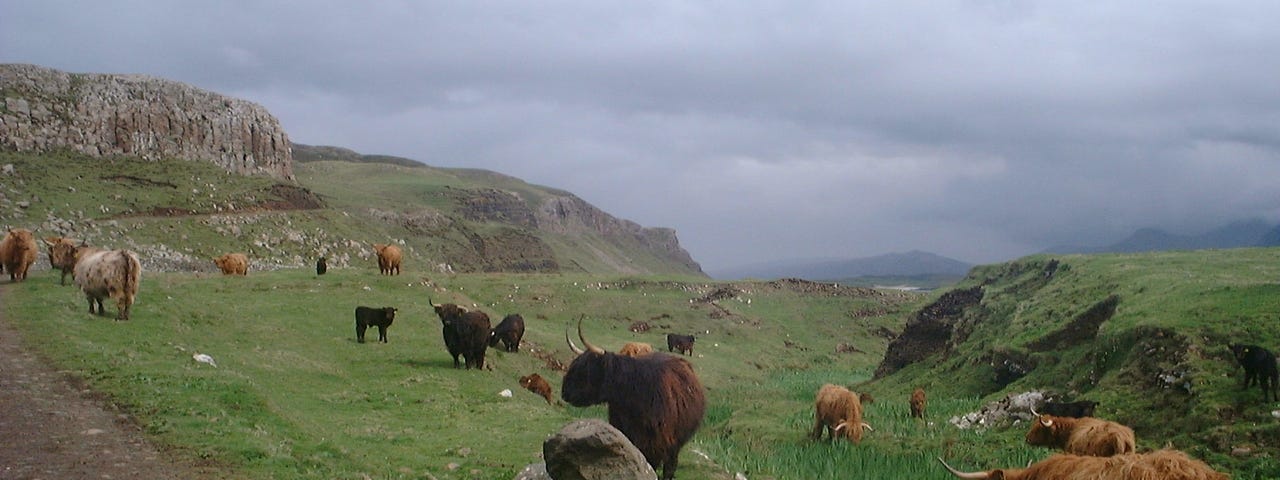 Highland cattle grazing on a hill side