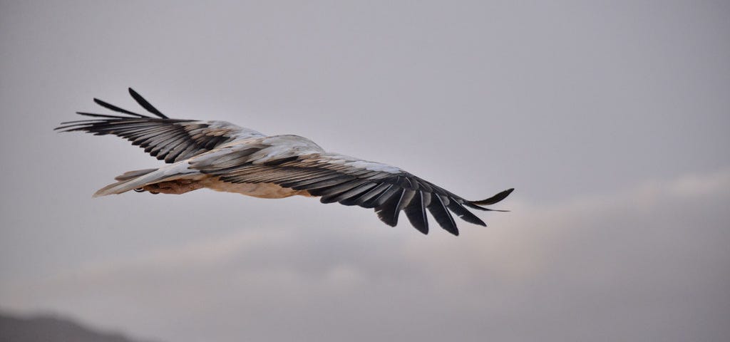 A bird in flight image by Rod Waddington on Flickr