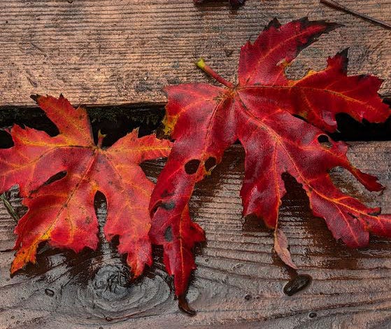 Red Autumn Leaves on wet wood surface