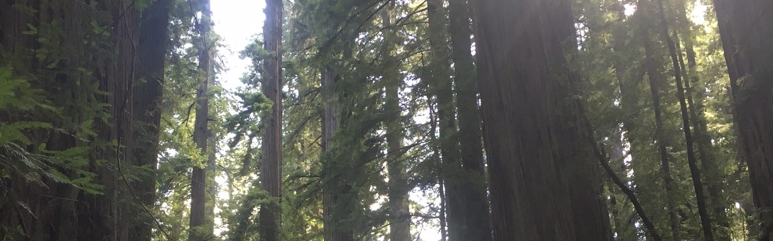 Fir and redwood trees
