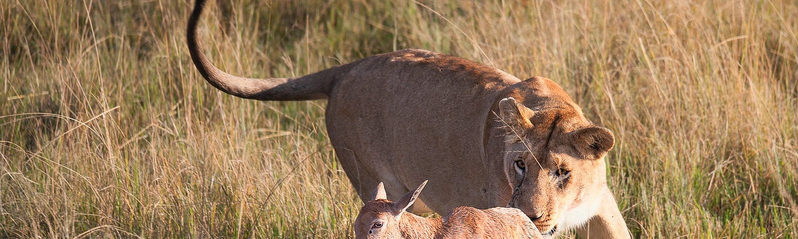 Lion hunting an antelope — a metaphor for meetings killing a company