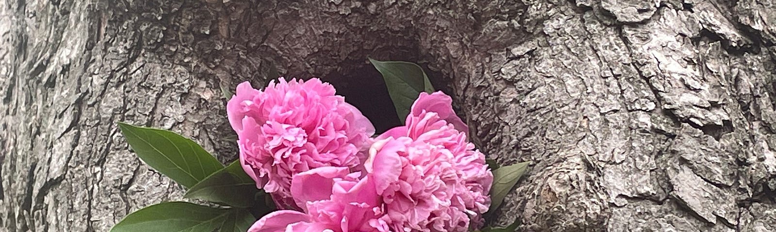 Three pink peony flowers are arranged in the hollow of a tree trunk.