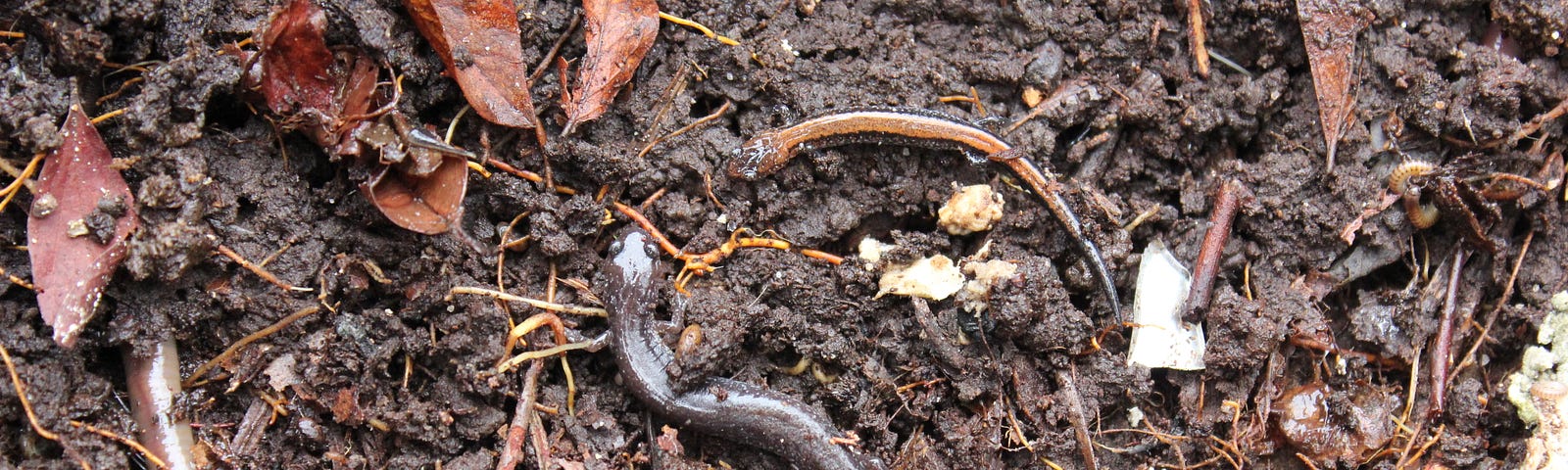 dark salamanders and worms on the earthy forest floor