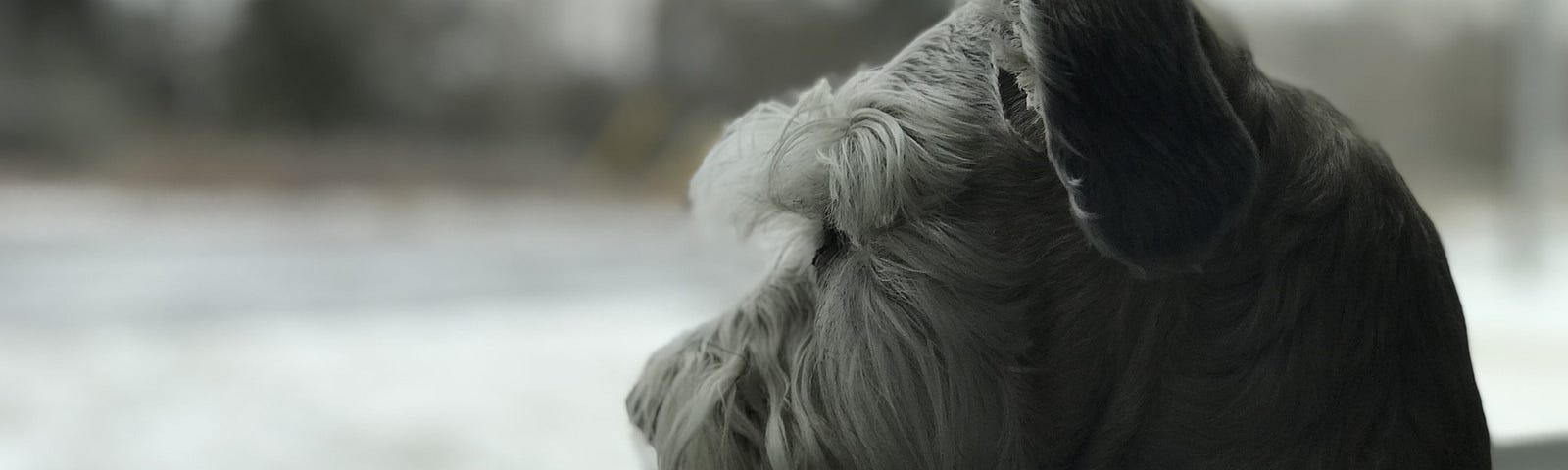 A small dog looking out the window of a house on a snowy day.