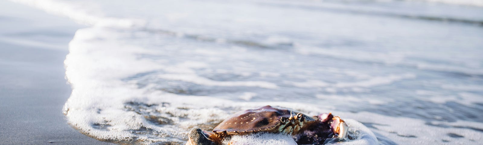 A crab is swept by an ocean’s wave on the beach.