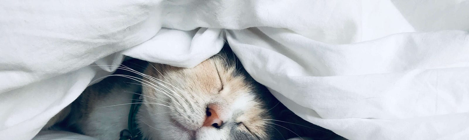 Chat dormant sous la couette