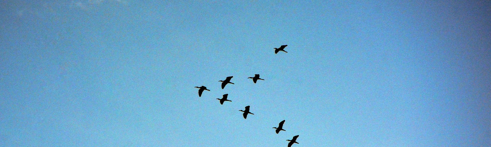 Birds flying high in the blue sky