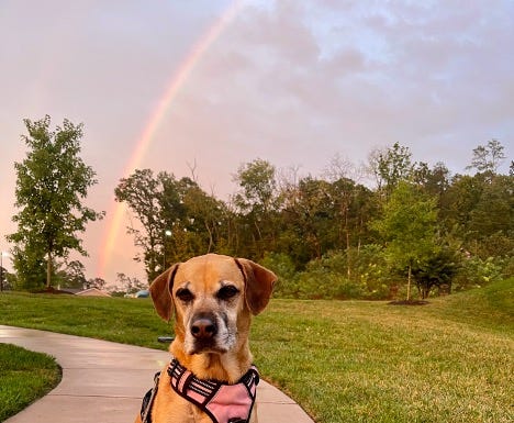 photo of tan dog with grey muzzle and pink halter sitting on concrete path with a rainbow in the sky over the trees behind her