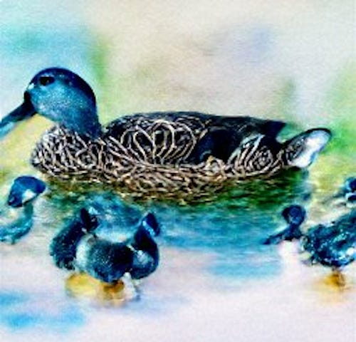 blue duck with baby blue ducks swimming