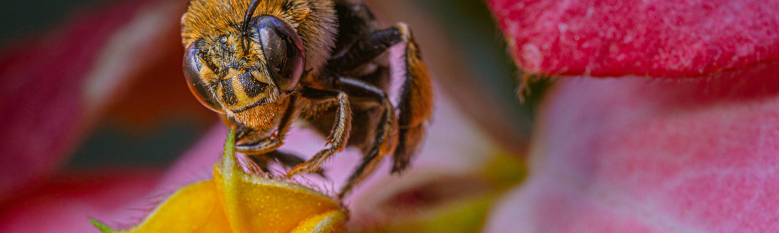 A bee looks at you while hovering over a purple flower