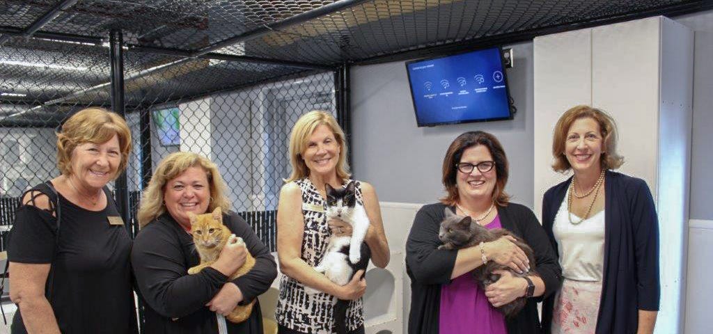 Manatee County Commissioners and staff hold adoptable cats