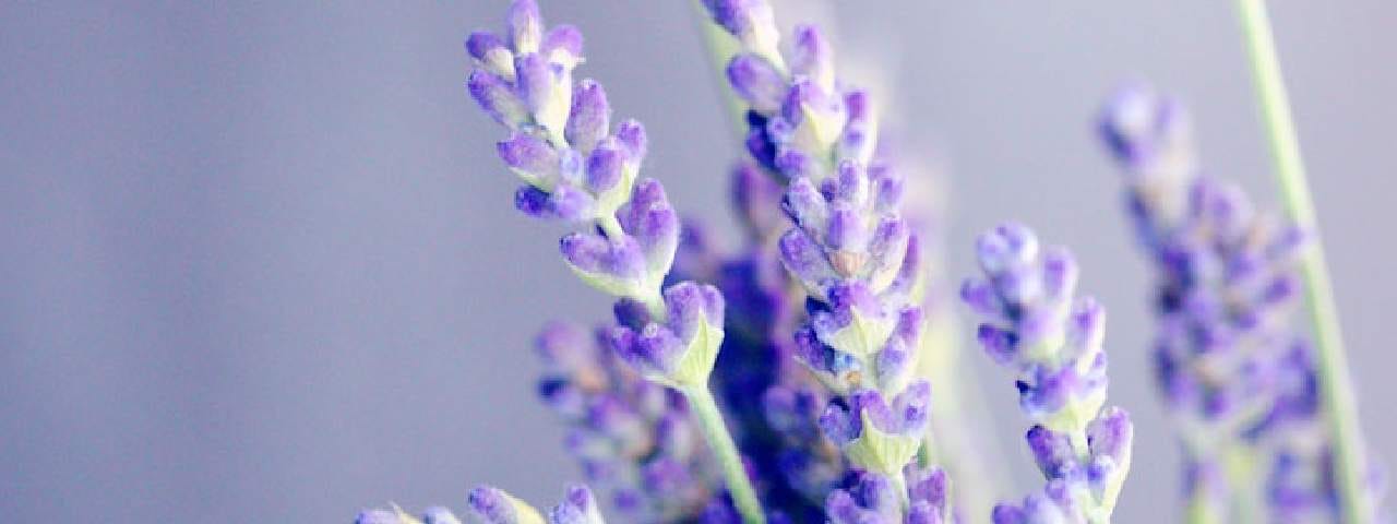 Lavender flowers