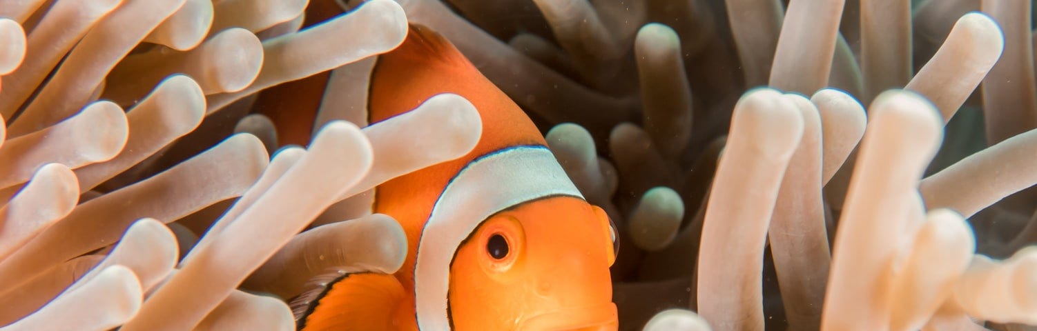 Clown fish peeking out.