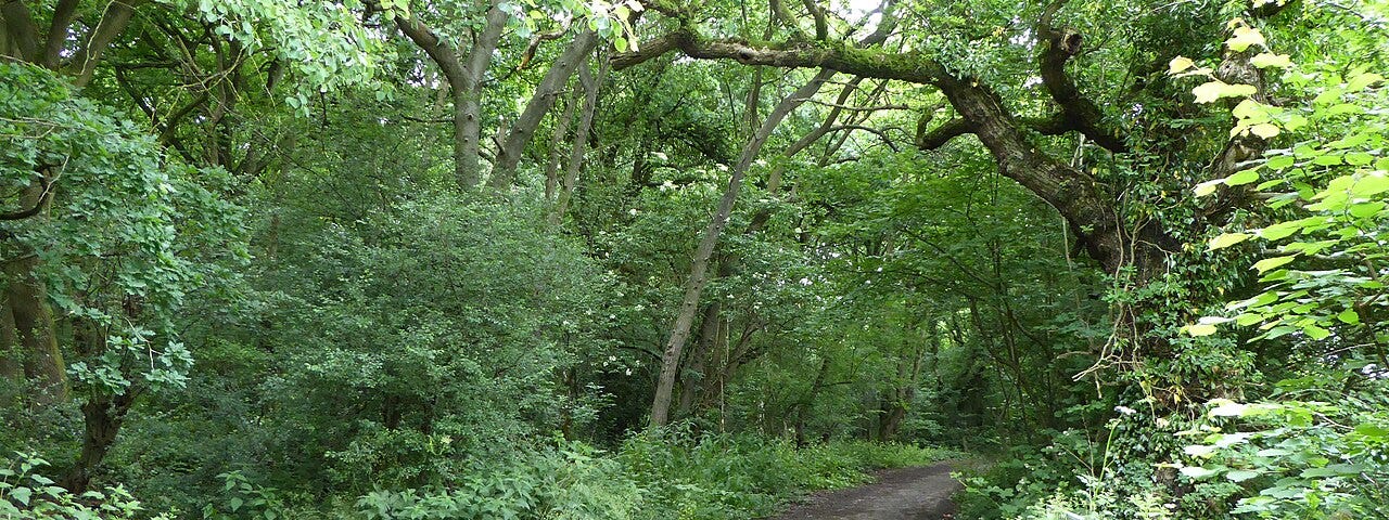 Path to a dark woods