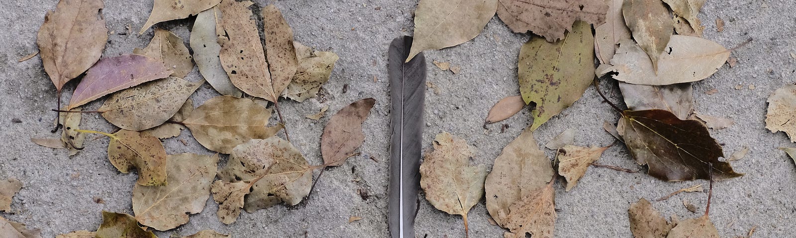 feather and leaves blanketing concrete