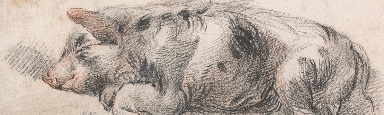 Drawing of pig peacefully sleeping