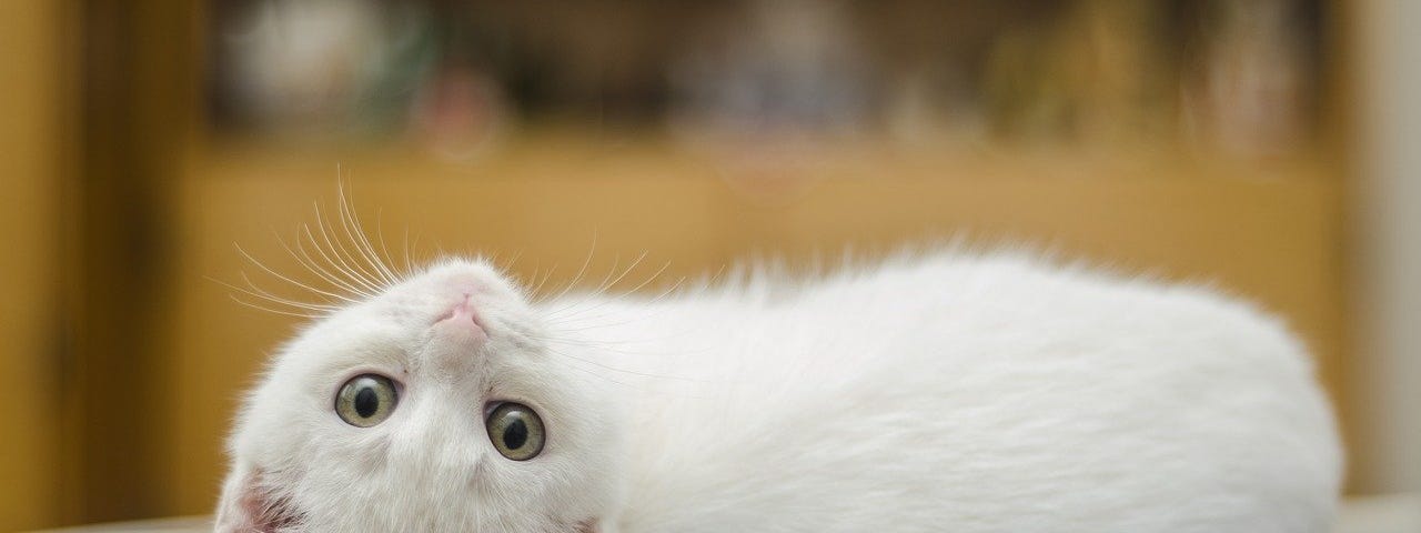 A small white cat lying on a blue cloth with its head tilted back so that its looking upside down at the camera.