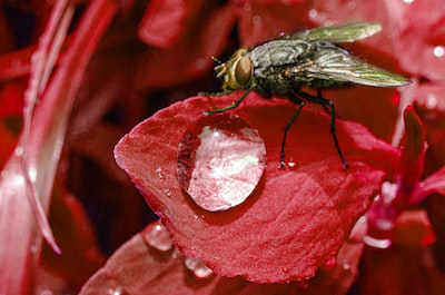 A fly walking on a pink leaf