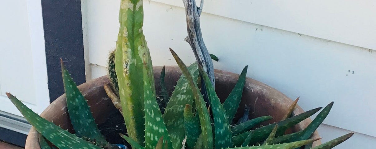 A large San Pedro cactus shares an orange potted container with an aloe vera, against a white wall. There are four smaller San Pedro cacti in their own pots in the foreground.