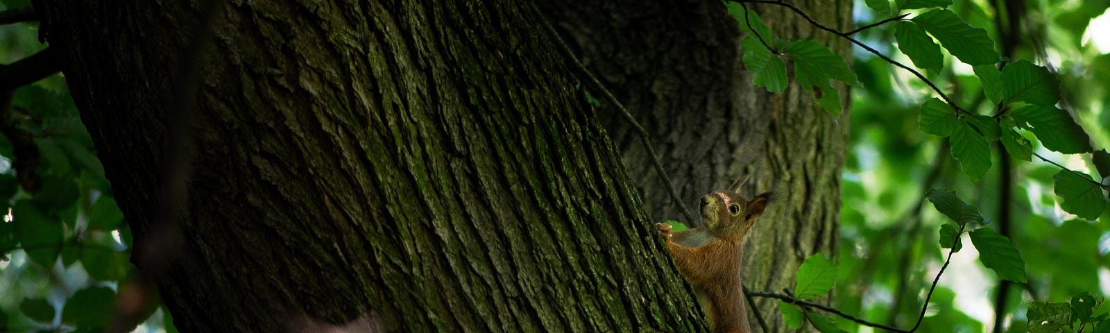 Up goes the Squirrel. Oberhausen, Germany, September 24, 2023.