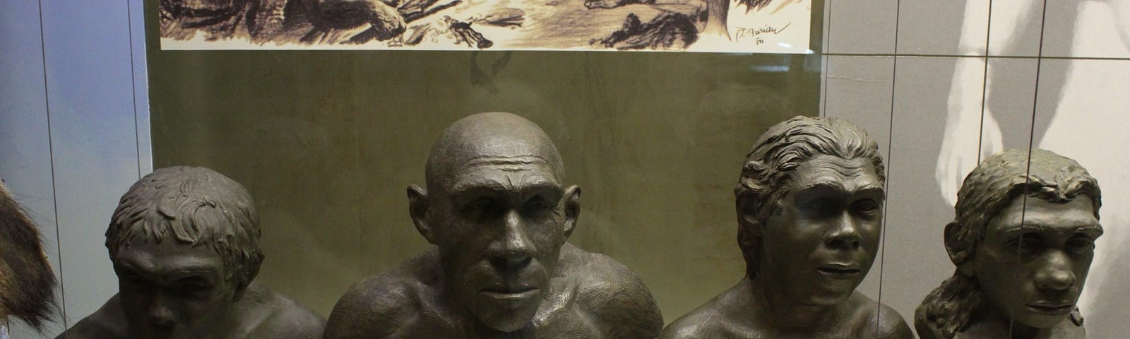 Museum display of busts showing man’s evolution.