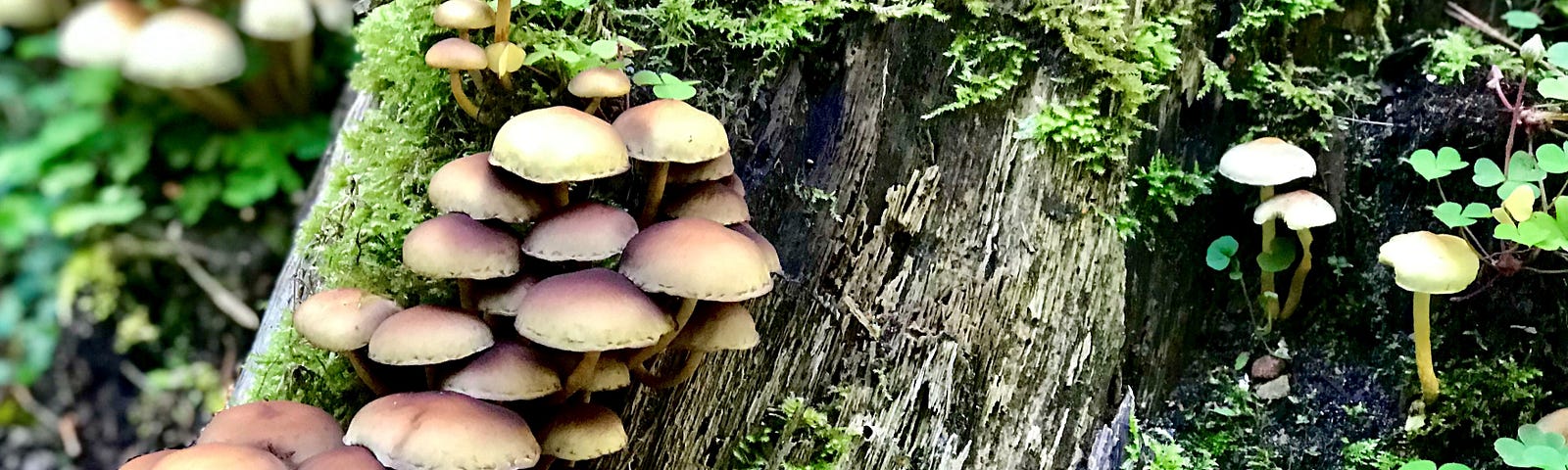 Mushrooms on tree bark.