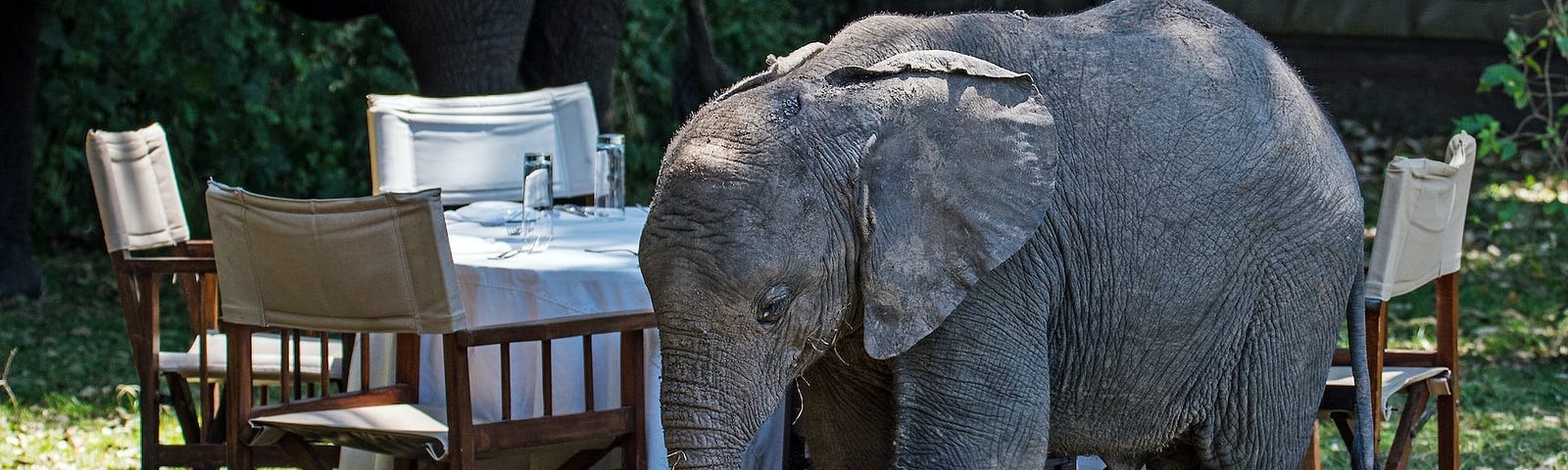 An oblivious baby elephant walks past a table set up for al-fresco dining in what looks like a garden, with a fence in the background