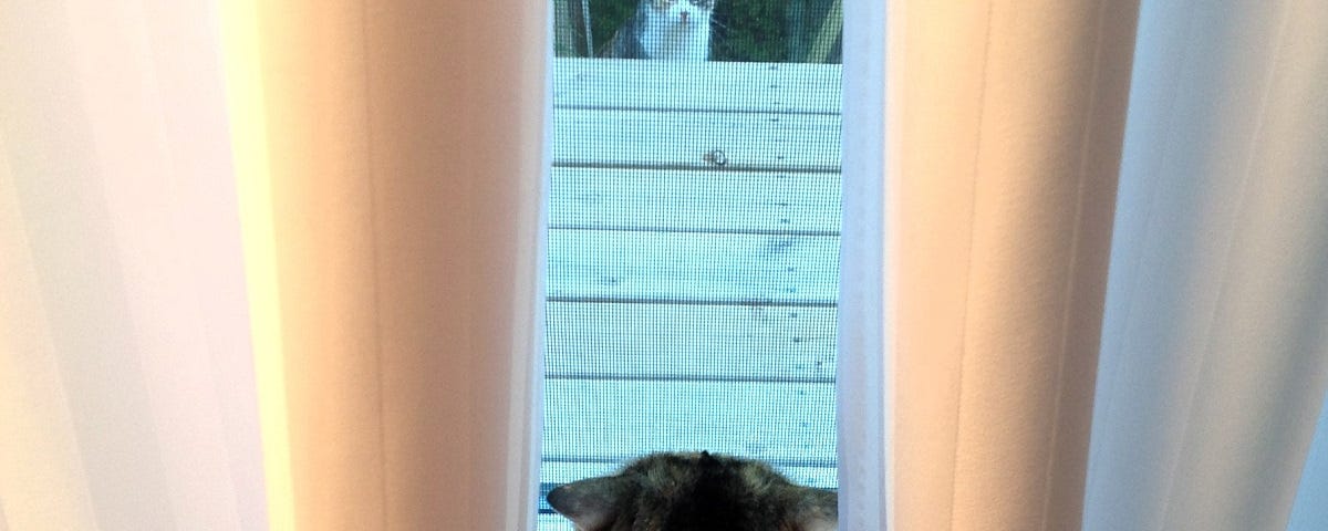 Two cats saying hello through a window.