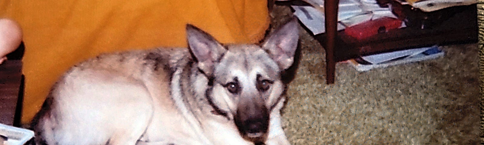 Old color photo of a German Sheppard mix dog sitting on the floor in front of a couch.