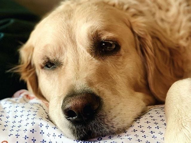 A Golden Retriever laying down on a handkerchief with a Joe 2020 symbol.